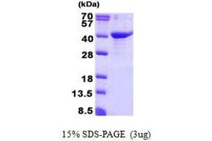 GULP, Engulfment Adaptor PTB Domain Containing 1 (GULP1) protein (His tag)