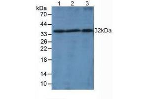 Western blot analysis of (1) Mouse Liver Tissue, (2) Mouse Spleen Tissue and (3) Mouse Thymus Tissue. (LTB 抗体  (AA 58-304))