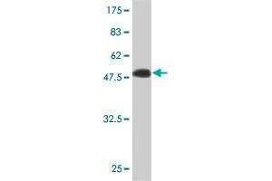 Western Blot detection against Immunogen (49. (IGSF6 抗体  (AA 29-241))
