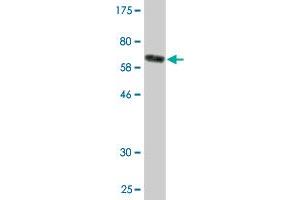 Western Blotting (WB) image for anti-Tu Translation Elongation Factor, Mitochondrial (Tufm) (AA 40-455) antibody (ABIN521155)
