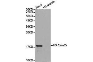 Western blot analysis of extracts of HeLa cell line and H3 protein expressed in E. (Histone 3 抗体  (H3R8me2s))