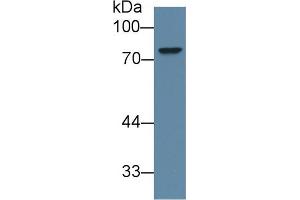Western Blot; Sample: Human 293T cell lysate; Primary Ab: 1µg/ml Rabbit Anti-Mouse ABCD2 Antibody Second Ab: 0.