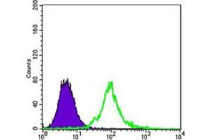Flow cytometric analysis of 3T3/L1 cells using KLHL13 mouse mAb (green) and negative control (purple). (KLHL13 抗体)