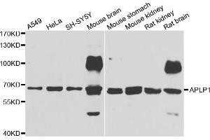 Western blot analysis of extracts of various cell lines, using APLP1 antibody (ABIN5975741) at 1/1000 dilution. (APLP1 抗体)