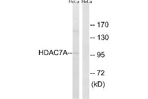 Western blot analysis of extracts from HeLa cells, using HDAC7A(Ab-155) antibody. (HDAC7 抗体  (Ser155))