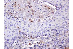 Image no. 2 for anti-Integrin alpha FG-GAP Repeat Containing 3 (ITFG3) antibody (ABIN1498916) (ITFG3 抗体)