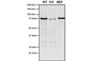 Western Blot analysis of Human, Mouse A549, MEF showing detection of VPS35 protein using Mouse Anti-VPS35 Monoclonal Antibody, Clone 10A8 (ABIN6932998). (VPS35 抗体  (FITC))