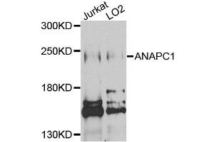 Western blot analysis of extracts of various cell lines, using ANAPC1 antibody (ABIN5971813) at 1/1000 dilution. (APC1 抗体)