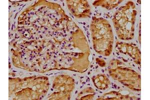 IHC image of ABIN7145754 diluted at 1:300 and staining in paraffin-embedded human kidney tissue performed on a Leica BondTM system. (BAAT1 抗体  (AA 603-821))