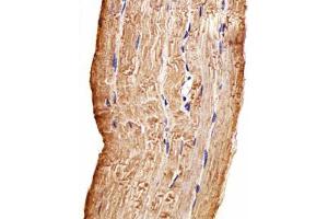 Immunohistochemical staining of formalin-fixed and paraffin-embedded human skeletal muscle section reacted with MAP4K3 monoclonal antibody  at 1:100 dilution. (MAP4K3 抗体)