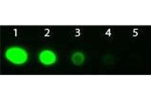 Dot Blot of Goat Fab2 anti-Rabbit IgG Antibody Fluorescein Conjugated Pre-Absorbed. (山羊 anti-兔 IgG (Heavy & Light Chain) Antibody (FITC) - Preadsorbed)