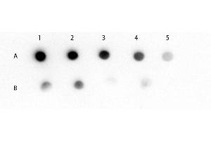 Dot Blot of Mouse IgM mu chain (GOAT) Antibody Dot Blot of Mouse IgM (mu chain) (GOAT) Antibody. (山羊 anti-小鼠 IgM (Heavy & Light Chain) Antibody - Preadsorbed)
