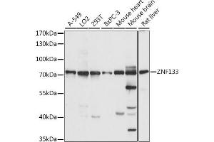 Western blot analysis of extracts of various cell lines, using ZNF133 antibody (ABIN7271454) at 1:1000 dilution. (ZNF133 抗体  (AA 1-220))