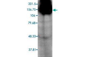 Western blot analysis in Hcn4 transfected HEK cell with Hcn4 monoclonal antibody, clone S114-10 . (HCN4 抗体  (AA 1019-1198))