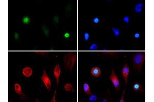 Immunofluorescence Microscopy of Rabbit Anti-Histone H3 [ac Lys4, p Thr3] Antibody. (Histone 3 抗体  (H3K4ac, pThr3))