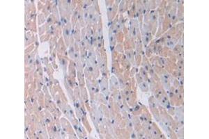 IHC-P analysis of Mouse Tissue, with DAB staining. (Laminin gamma 1 抗体  (AA 1228-1404))