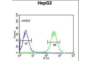 ARSI Antibody (C-term) (ABIN653875 and ABIN2843126) flow cytometric analysis of HepG2 cells (right histogram) compared to a negative control cell (left histogram). (Arylsulfatase I 抗体  (C-Term))