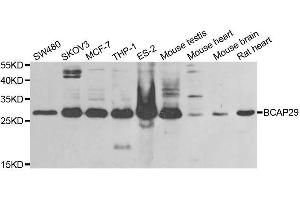 Western blot analysis of extracts of various cell lines, using BCAP29 antibody. (BCAP29 抗体  (AA 125-241))