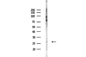 anti-Progestagen-Associated Endometrial Protein (PAEP) (N-Term) antibody
