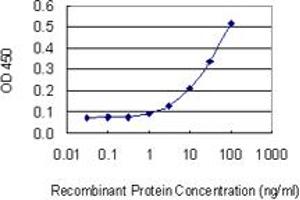 Detection limit for recombinant GST tagged LAMA2 is 1 ng/ml as a capture antibody. (Laminin 抗体  (AA 3013-3122))