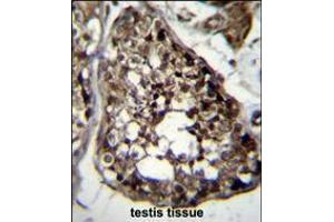 TBCEL Antibody immunohistochemistry analysis in formalin fixed and paraffin embedded human testis tissue followed by peroxidase conjugation of the secondary antibody and DAB staining. (TBCEL 抗体  (C-Term))