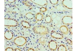 Immunohistochemistry of paraffin-embedded human kidney tissue using ABIN7148497 at dilution of 1:100 (COPS7A 抗体  (AA 1-275))