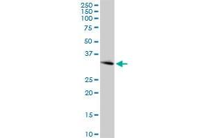 ING4 MaxPab rabbit polyclonal antibody. (ING4 抗体  (AA 1-249))