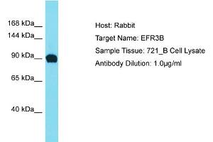Host: Rabbit Target Name: EFR3B Sample Type: 721_B Whole Cell lysates Antibody Dilution: 1. (EFR3B 抗体  (C-Term))