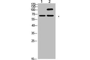 Western Blot analysis of 1,Hela 2,Mouse-kidney cells using primary antibody diluted at 1:2000(4 °C overnight). (COL13A1 抗体  (AA 41-90))