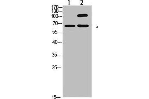 COL13A1 Antikörper  (AA 41-90)