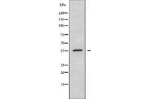 Western blot analysis of extracts from COLO205 cells, using YBOX2 antibody. (YBX2 抗体  (C-Term))