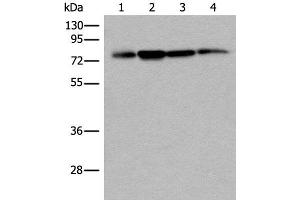 Western blot analysis of 293T Hela and A375 cell lysates using PHF21A Polyclonal Antibody at dilution of 1:400 (PHF21A 抗体)