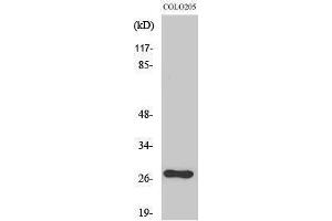 Western Blotting (WB) image for anti-OTU Domain, Ubiquitin Aldehyde Binding 2 (OTUB2) (Internal Region) antibody (ABIN3186222) (OTUB2 抗体  (Internal Region))