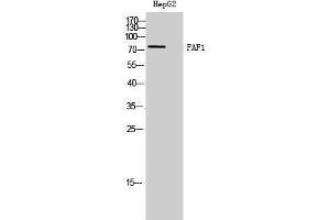 Western Blotting (WB) image for anti-Fas (TNFRSF6) Associated Factor 1 (FAF1) (C-Term) antibody (ABIN3175048) (FAF1 抗体  (C-Term))
