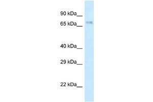 WB Suggested Anti-Apbb2 Antibody Titration: 1. (APBB2 抗体  (N-Term))