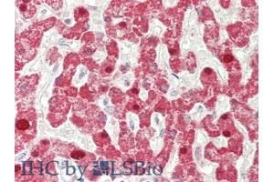 IHC-P analysis of Human Liver Tissue, with HE staining. (IFNB1 抗体  (AA 22-187))