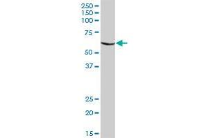 CHIA MaxPab polyclonal antibody. (CHIA 抗体  (AA 1-368))
