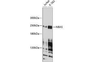 Western blot analysis of extracts of various cell lines, using NBAS antibody (ABIN1680973, ABIN3019188, ABIN3019189 and ABIN6220752) at 1:1000 dilution. (NBAS 抗体  (AA 1-70))