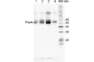anti-PsaA (N-Term) antibody
