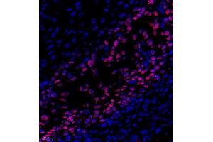 Immunofluorescence of paraffin embedded rat embryonic rat using SP7 (ABIN7075694) at dilution of 1:500 (400x lens) (SP7 抗体)