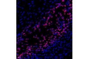 Immunofluorescence of paraffin embedded rat embryonic rat using SP7 (ABIN7075694) at dilution of 1:500 (400x lens) (SP7 抗体)
