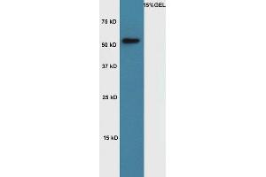 Lane 1: Mouse muscle lysates probed with Rabbit Anti-Cyclin A1 Polyclonal Antibody, Unconjugated (ABIN714026) at 1:300 overnight at 4 °C.