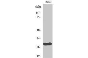 Western Blotting (WB) image for anti-Cell Division Cycle Associated 3 (CDCA3) (C-Term) antibody (ABIN3183827) (CDCA3 抗体  (C-Term))