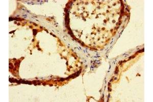 Immunohistochemistry of paraffin-embedded human testis tissue using ABIN7165779 at dilution of 1:100 (MAEL 抗体  (AA 1-200))