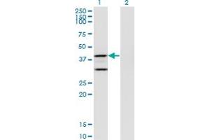 Western Blotting (WB) image for anti-Prostaglandin E Synthase 2 (PTGES2) (AA 270-377) antibody (ABIN566425)