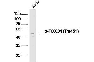 K562 lysates probed with p-FOXO4 (Thr451) Polyclonal Antibody, Unconjugated  at 1:300 dilution and 4˚C overnight incubation. (FOXO4 抗体  (pThr451))