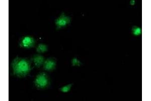 Anti-SAMHD1 mouse monoclonal antibody (ABIN2453937) immunofluorescent staining of COS7 cells transiently transfected by pCMV6-ENTRY SAMHD1 (RC206013). (SAMHD1 抗体)