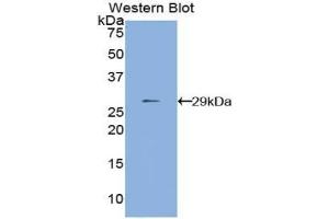 Detection of Recombinant MMP24, Human using Polyclonal Antibody to Matrix Metalloproteinase 24 (MMP24) (MMP24 抗体  (AA 429-642))