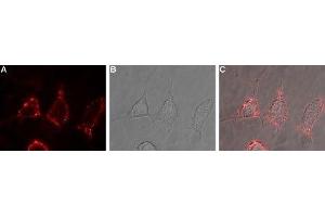 Expression of mGluR2 in rat PC12 cells - Cell surface detection of mGluR2 in live intact rat PC12 pheochromocytoma cells. (GRM2 抗体  (Extracellular))