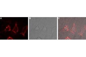 Expression of mGluR2 in rat PC12 cells - Cell surface detection of mGluR2 in live intact rat PC12 pheochromocytoma cells. (GRM2 抗体  (Extracellular, N-Term))